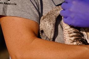 Banding Of 600 Flamingo Chicks - Spain