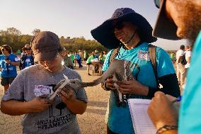 Banding Of 600 Flamingo Chicks - Spain