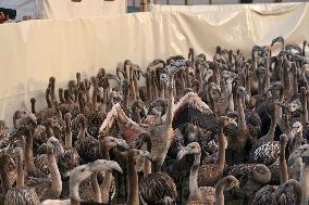 Banding Of 600 Flamingo Chicks - Spain