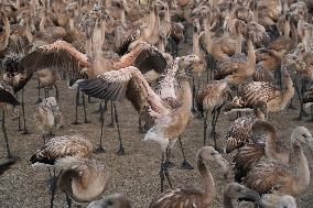Banding Of 600 Flamingo Chicks - Spain