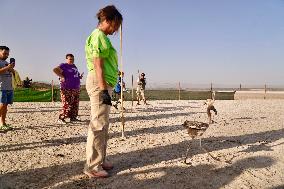 Banding Of 600 Flamingo Chicks - Spain