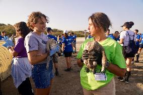 Banding Of 600 Flamingo Chicks - Spain