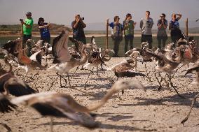 Banding Of 600 Flamingo Chicks - Spain