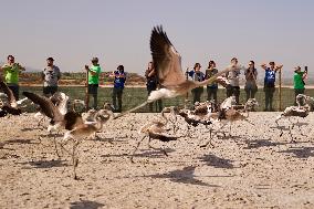Banding Of 600 Flamingo Chicks - Spain