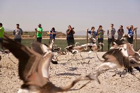 Banding Of 600 Flamingo Chicks - Spain