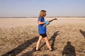 Banding Of 600 Flamingo Chicks - Spain