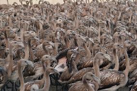 Banding Of 600 Flamingo Chicks - Spain