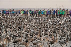 Banding Of 600 Flamingo Chicks - Spain