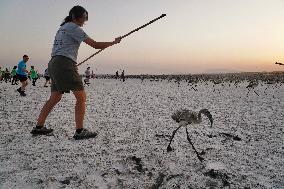 Banding Of 600 Flamingo Chicks - Spain