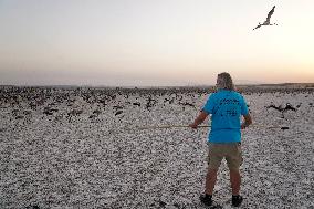 Banding Of 600 Flamingo Chicks - Spain