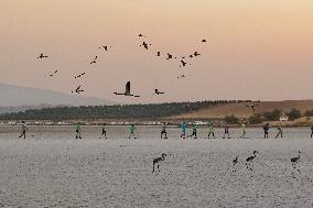 Banding Of 600 Flamingo Chicks - Spain