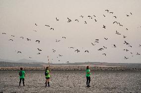 Banding Of 600 Flamingo Chicks - Spain