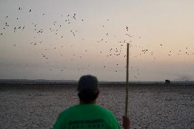Banding Of 600 Flamingo Chicks - Spain