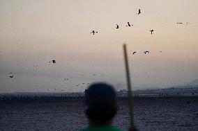 Banding Of 600 Flamingo Chicks - Spain