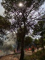 INFONA Plan Level 2 Upgrade Following Carcastillo Forest Fire - Spain