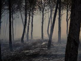 INFONA Plan Level 2 Upgrade Following Carcastillo Forest Fire - Spain