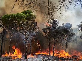 INFONA Plan Level 2 Upgrade Following Carcastillo Forest Fire - Spain