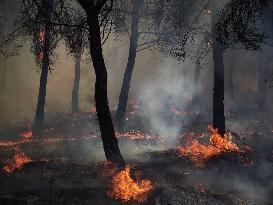 INFONA Plan Level 2 Upgrade Following Carcastillo Forest Fire - Spain