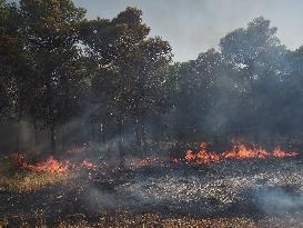 INFONA Plan Level 2 Upgrade Following Carcastillo Forest Fire - Spain