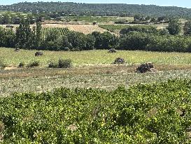 More Than 4 000 Hectares Of Vines Snapped in Gard - France