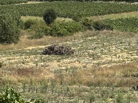 More Than 4 000 Hectares Of Vines Snapped in Gard - France