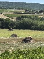 More Than 4 000 Hectares Of Vines Snapped in Gard - France
