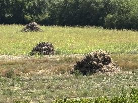 More Than 4 000 Hectares Of Vines Snapped in Gard - France