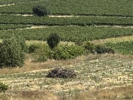 More Than 4 000 Hectares Of Vines Snapped in Gard - France