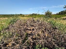 More Than 4 000 Hectares Of Vines Snapped in Gard - France