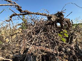 More Than 4 000 Hectares Of Vines Snapped in Gard - France
