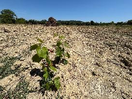 More Than 4 000 Hectares Of Vines Snapped in Gard - France