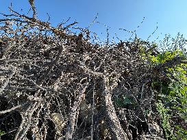 More Than 4 000 Hectares Of Vines Snapped in Gard - France