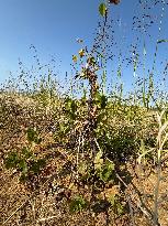 More Than 4 000 Hectares Of Vines Snapped in Gard - France