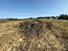More Than 4 000 Hectares Of Vines Snapped in Gard - France