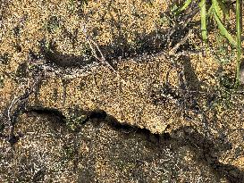 More Than 4 000 Hectares Of Vines Snapped in Gard - France