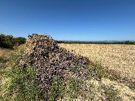 More Than 4 000 Hectares Of Vines Snapped in Gard - France