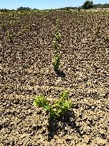 More Than 4 000 Hectares Of Vines Snapped in Gard - France