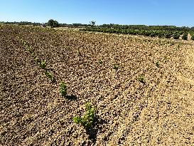 More Than 4 000 Hectares Of Vines Snapped in Gard - France