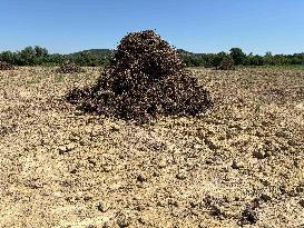 More Than 4 000 Hectares Of Vines Snapped in Gard - France
