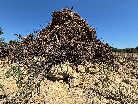 More Than 4 000 Hectares Of Vines Snapped in Gard - France