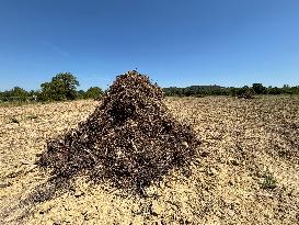 More Than 4 000 Hectares Of Vines Snapped in Gard - France
