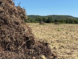 More Than 4 000 Hectares Of Vines Snapped in Gard - France
