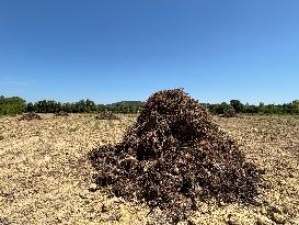 More Than 4 000 Hectares Of Vines Snapped in Gard - France