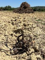 More Than 4 000 Hectares Of Vines Snapped in Gard - France