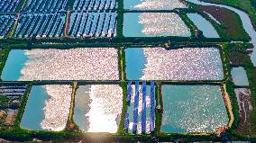 Shrimp And Crab Farming Base