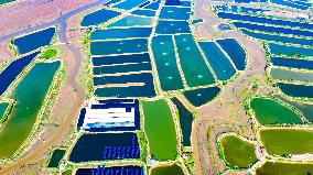 Shrimp And Crab Farming Base