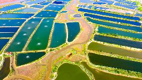 Shrimp And Crab Farming Base