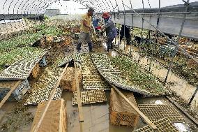 Aftermath of torrential rain in Kumamoto Pref.