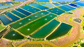 Shrimp And Crab Farming Base