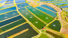 Shrimp And Crab Farming Base